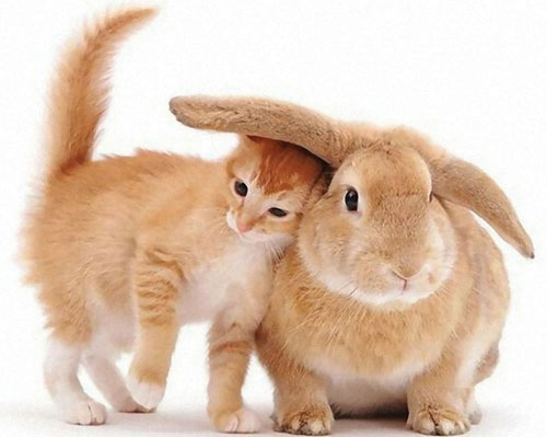 Rabbit replaced by cat