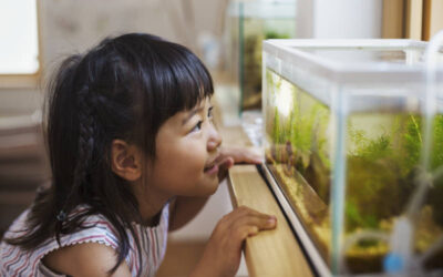 Feng Shui Aquarium – Things To Consider For Good Luck
