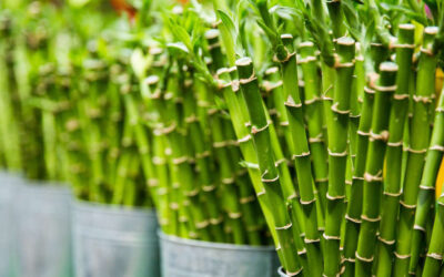 How Many Lucky Bamboo Stalks Bring Good Luck? (Don’t Miss)