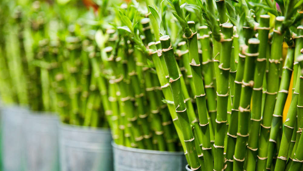 Deciphering Meaning of Lucky Bamboo Stalks Numbers