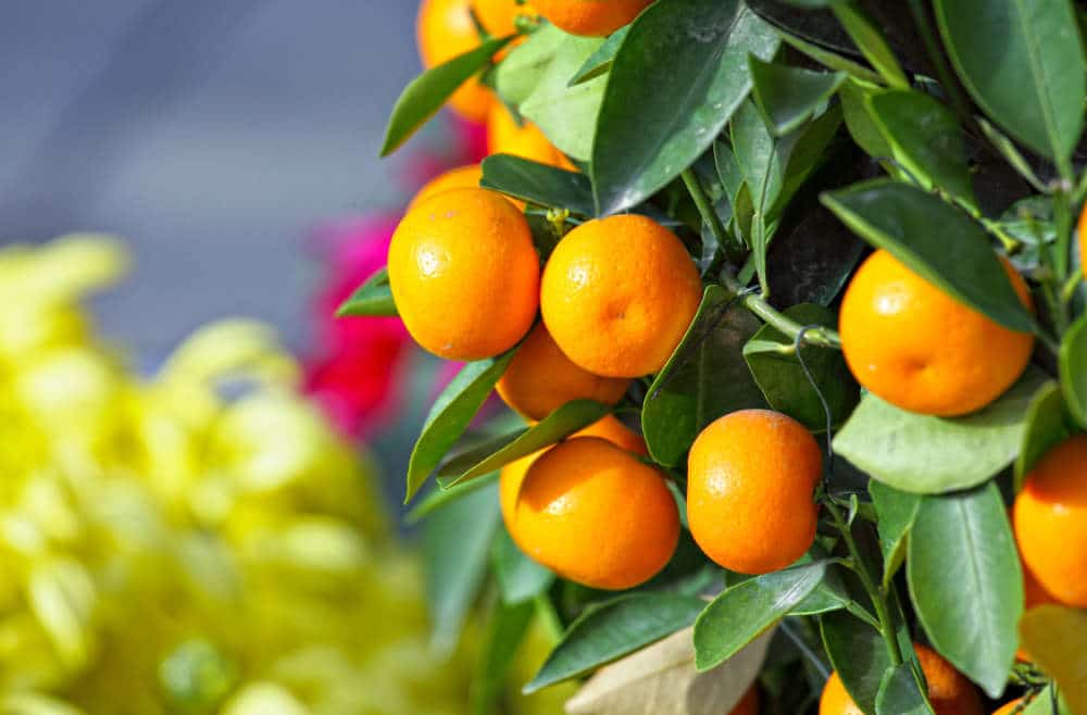 8 Chinese New Year Plants And Flowers For Good Luck
