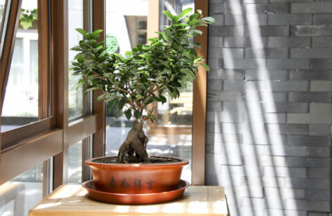 ZZ Plant Feng Shui - Everything to Know For Good Luck