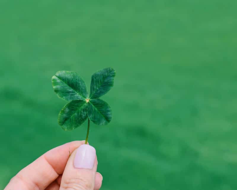 4 Things You Must Know About Lucky Clover Leaf To Get Lucky