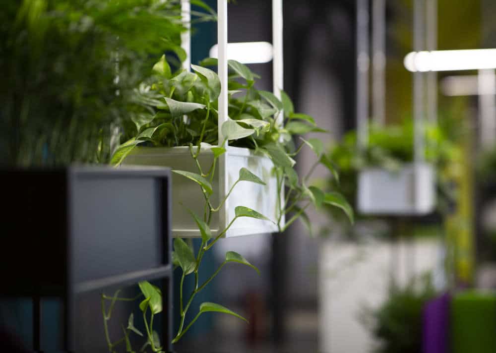  Benefit And  Drawbacks You Might Not Know In Fake Plants Feng Shui - Is It Bad To Have Fake Plants In Your House