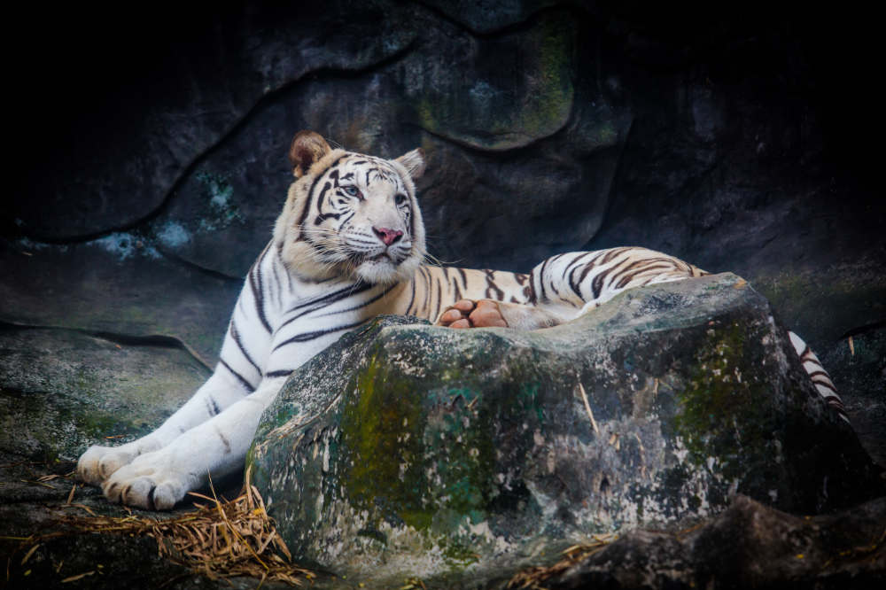 white tiger feng shui