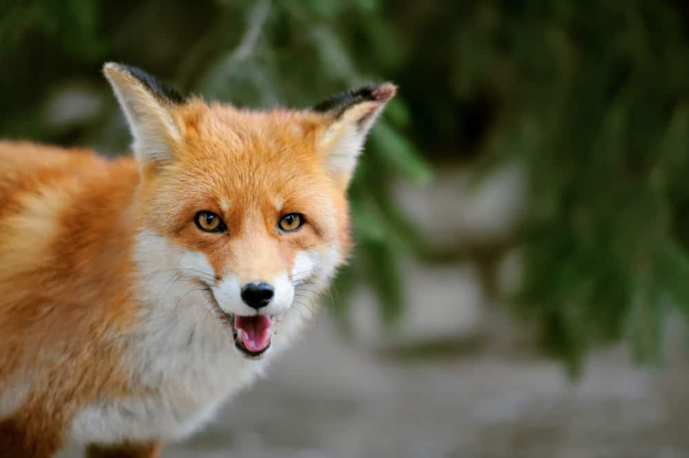 fox symbol feng shui