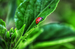 Ladybug symbolism
