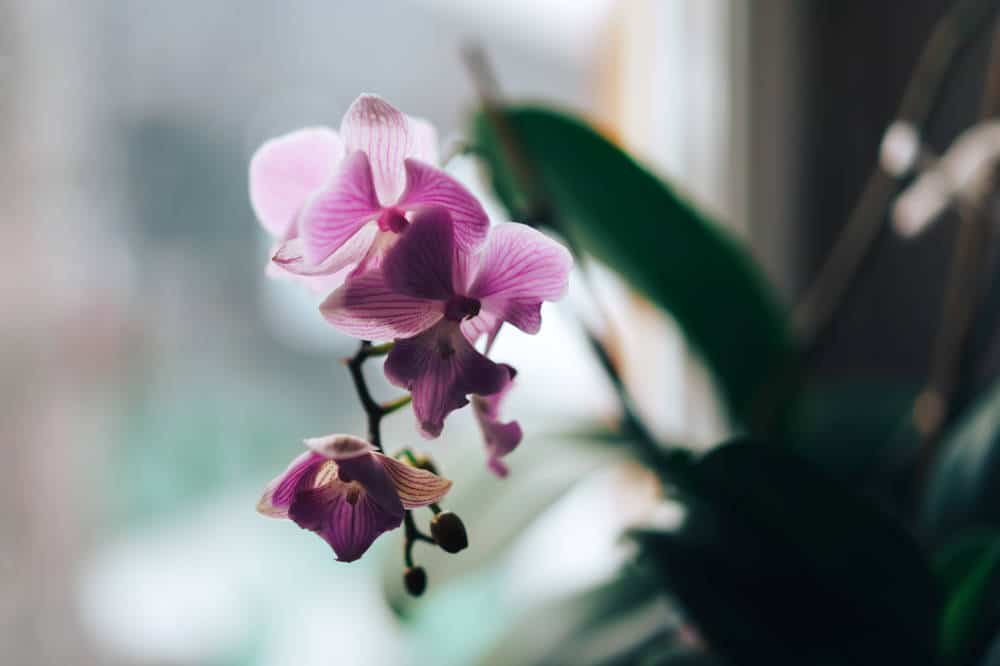 orchids symbolism and feng shui 