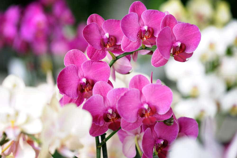Orchids Symbolism