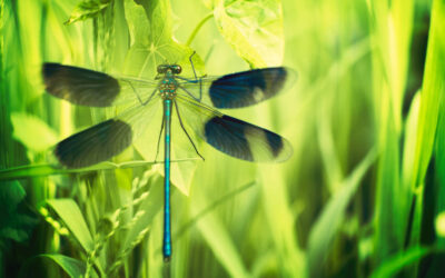 3 Secrets You Didn’t Know About the Meaning of Dragonfly in the House