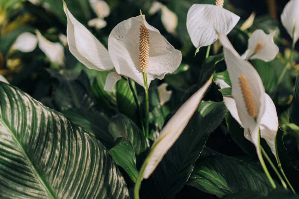 Peace Lily Feng Shui
