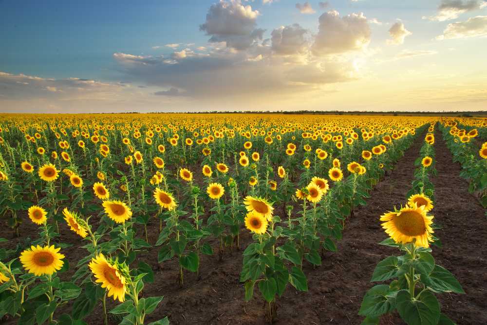 sunflower symbol of happiness
