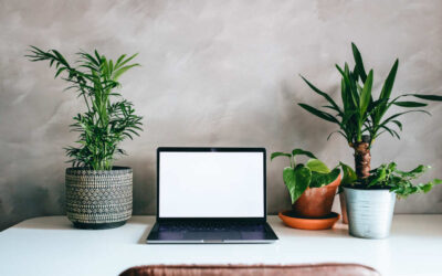 7 Awesome Good Luck Feng Shui Plants For The Office Desk