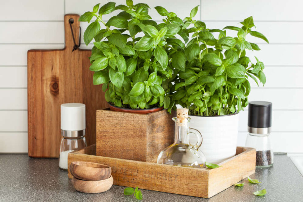 Plants Kitchen Herb 980x653 