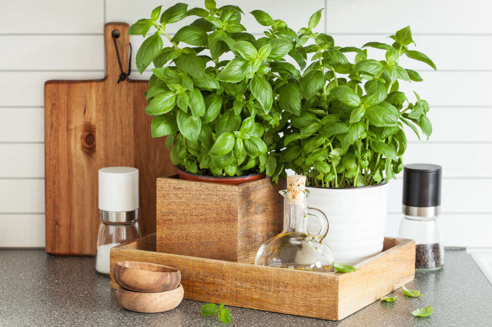 plants kitchen herb