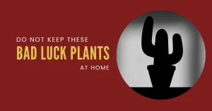 Bad luck Plants