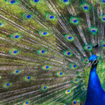 peacock feng shui