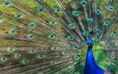 Peacock and Its Feather – Do They Bring Good Or Bad Feng Shui? 