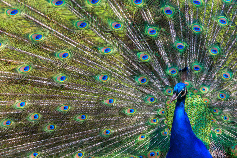 peacock feng shui