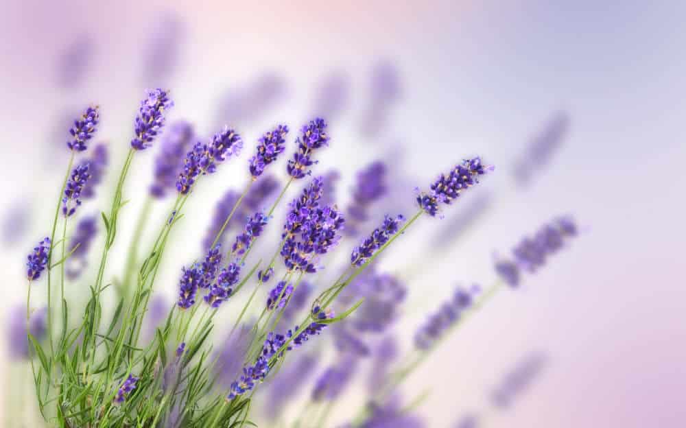Lavender Flower Meaning and Symbolism in Feng Shui