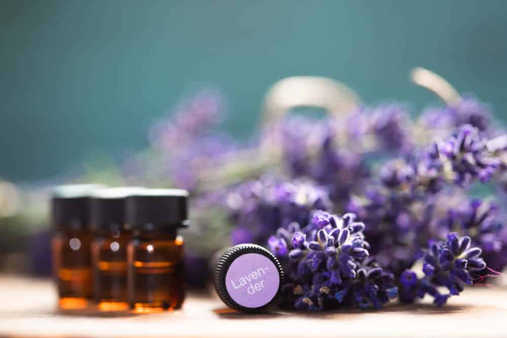 lavender flower essential oil