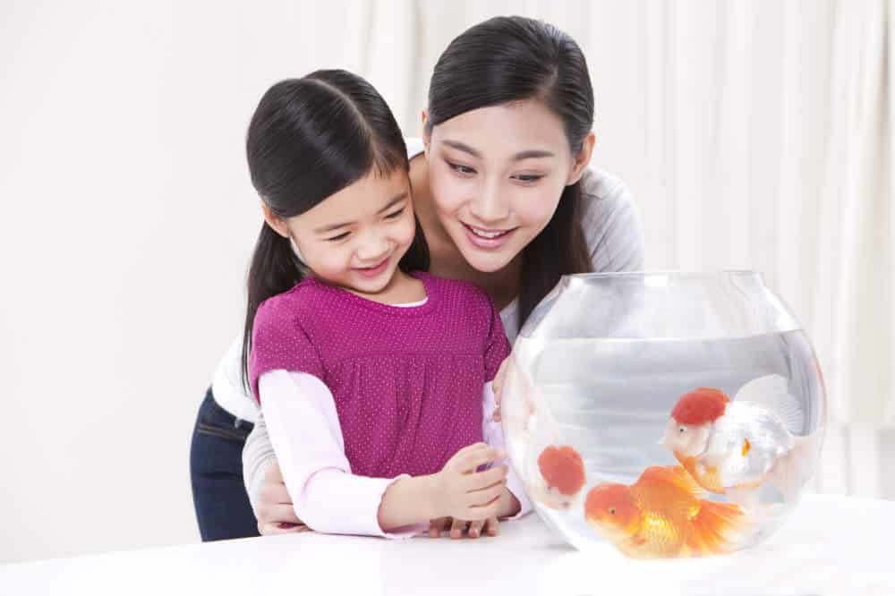 goldfish feng shui tips