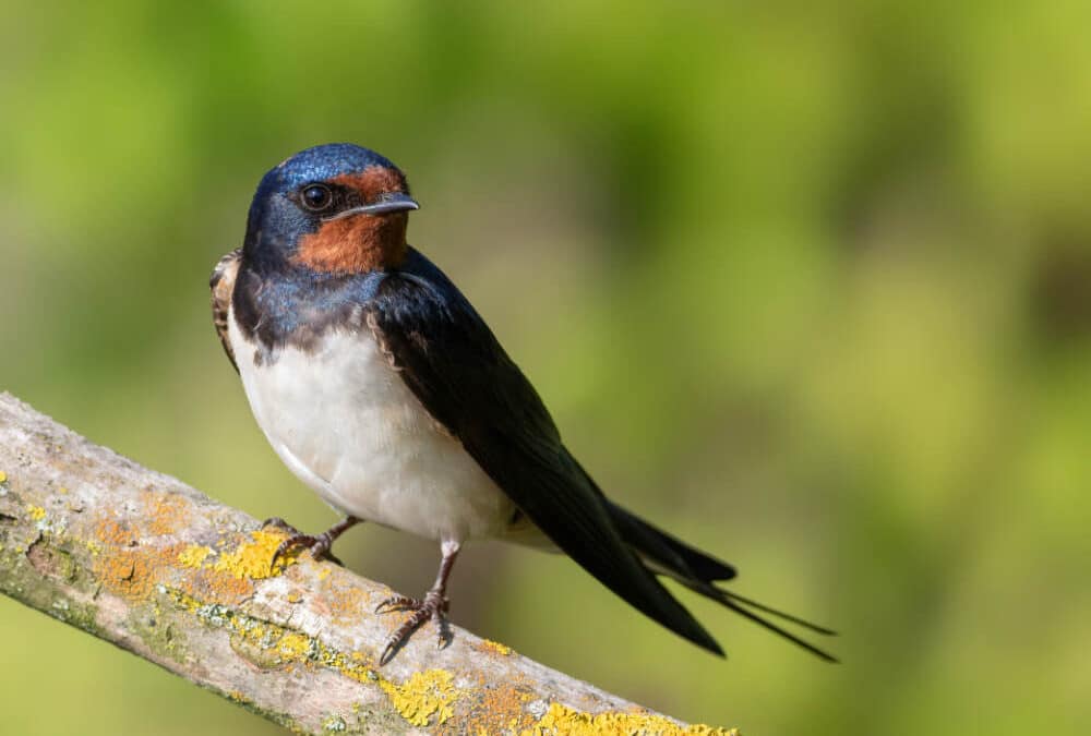 Symbolism and Meaning of Swallows Birds in Feng Shui