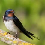 meaning of swallows