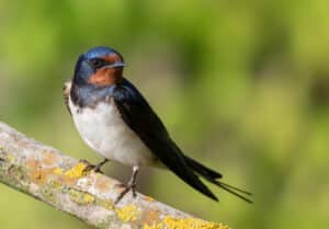 meaning of swallows