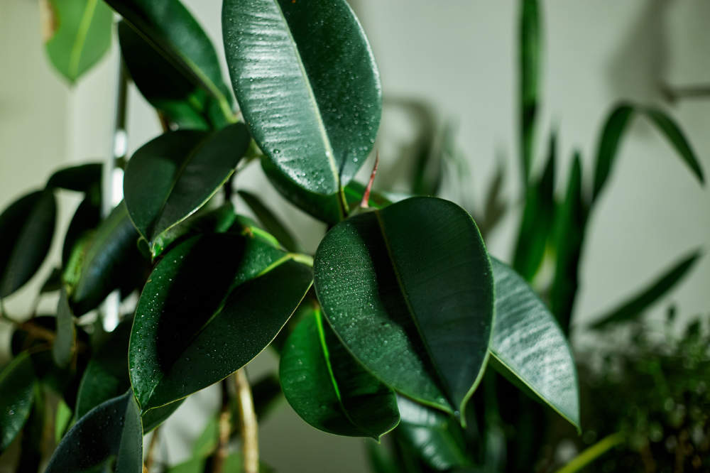 Rubber Plant And Feng Shui – A Houseplant For Wealth and Health