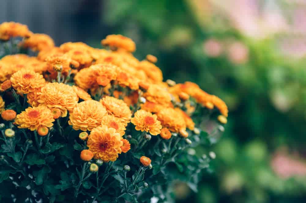 Chrysanthemum flowers represent death