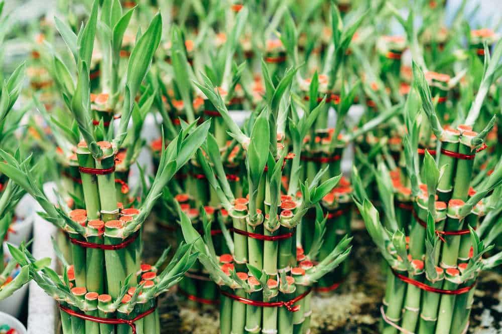 lucky bamboo stalks meaning