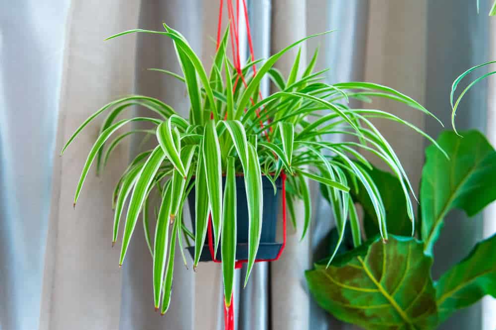 feng shui spider plant tips