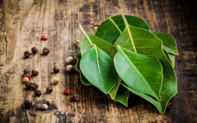 How To Use Bay Leaves For Good Luck? (Rituals and Benefits)