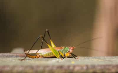 Are Grasshoppers Good Luck?(Hidden Meaning and Symbolism)