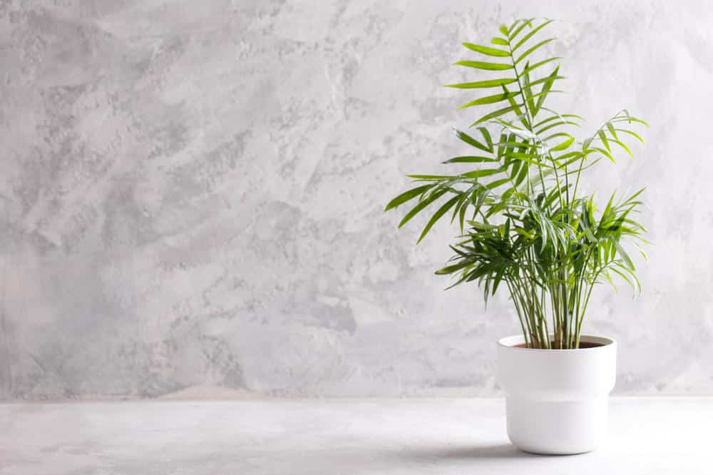 feng shui plants for living room areca palm